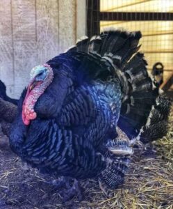 So You Want to Start a Farm… Image